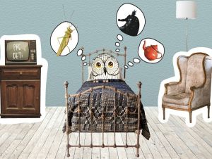 Zaspí konečne pán Sova? SpozaVoza uvedie absurdné detské divadlo