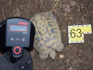 Za nelegálny chov korytnačiek a papagájov navrhli obžalovať muža z Hlohovca