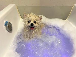 Ako predĺžiť zdravie psíkom? Doprajte im ozón terapiu a wellness už v mladom veku