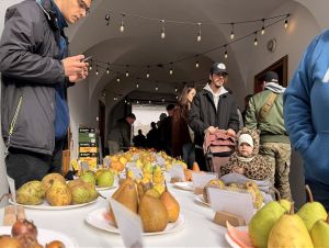 V Trnave pomôžu záhradkárom určiť odrody ovocia zo starých sadov
