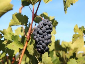 Hlohovec určili za zamorenú zónu, vinohradníci majú veľký problém