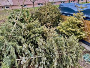 Vianočné stromčeky budú v Trnave odvážať v sobotu 10. januára, potom ešte o dva týždne